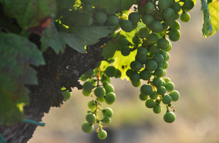 Laurent chancholle - vigne Pessac-Léognan