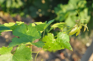 Laurent Chancholle - vigne de Pessac-Léognan