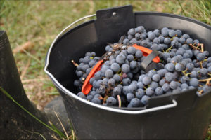Récolte des raisins
